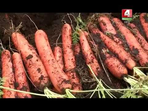 Видео: ФХ "Новицких" на канале "Беларусь 4" БРЕСТ.