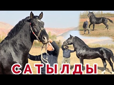 Видео: Кара Кашка 1,70см Кара Мык✊️