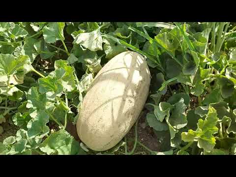 Видео: КАК ВЫРАЩИВАЮТ ДЫНИ В УЗБЕКИСТАНЕ, СЫРДАРЬЯ, MELON PARADISE, UZBEKISTAN