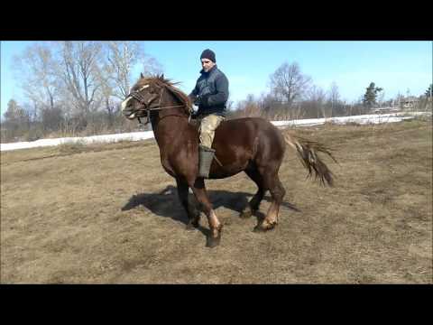 Видео: Тяжеловоз
