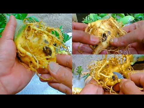 Видео: Как лечить корневую гниль или каудекс у адениума | Бонсай «Пустынная роза»