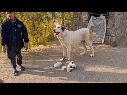 Видео: Аждар и его дочь Акча Теджен - Туркменский Волкодав!