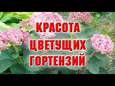 Видео: Красота цветущих гортензий