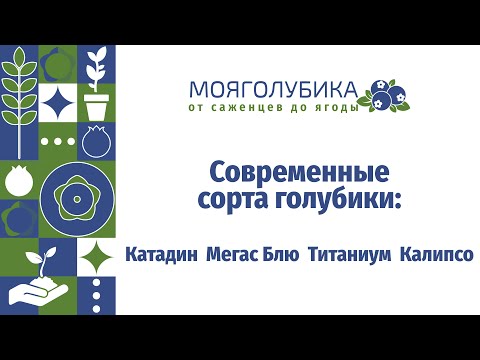 Видео: Современные сорта голубики: Катадин, Титаниум, Мегас Блю, Калипсо