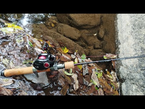 Видео: Прогулка по реке с Tailwalk Troutia Feerique C49 L/G