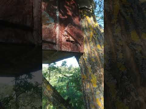 Видео: Рой пчел залетел в ловушку