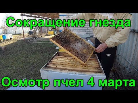 Видео: Сокращение пчелиного гнезда весной по методу Блинова 4 марта