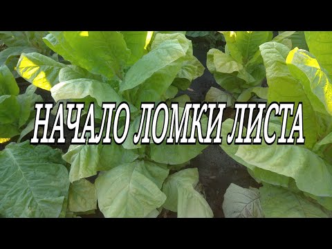 Видео: НАЧАЛО ЛОМКИ ЛИСТА