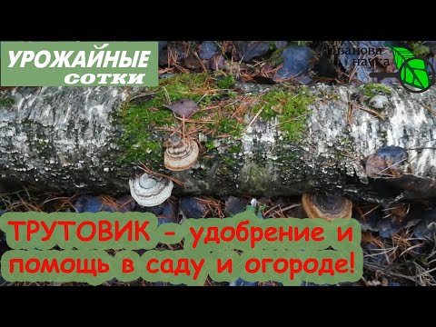 Видео: ТРУТОВИК - уникальное природное средство для сада и огорода! Польза и вред трутовика.