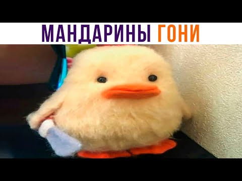 Видео: МАНДАРИНЫ ГОНИ!))) Приколы | Мемозг 926