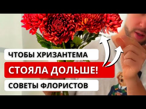 Видео: ❓ КАК ПРАВИЛЬНО УХАЖИВАТЬ ЗА ХРИЗАНТЕМОЙ, чтобы она простояла дольше в домашних условиях?