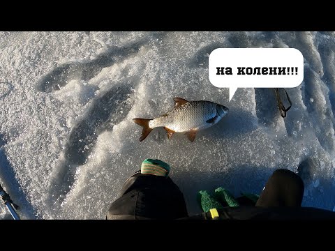 Видео: Чехонь и плотва на гирлянду в конце зимы. Влетела самая крупная плотва.