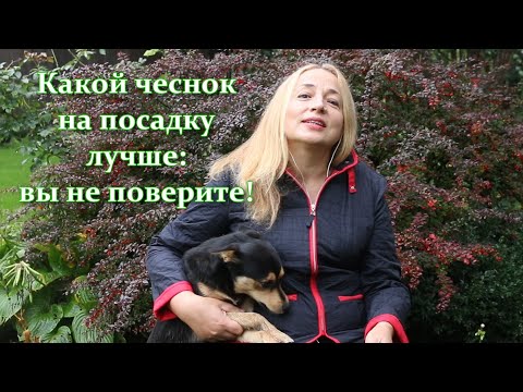 Видео: Какой сорт чеснока лучше сажать на зиму: однозубка или многозубка, яровой или озимый