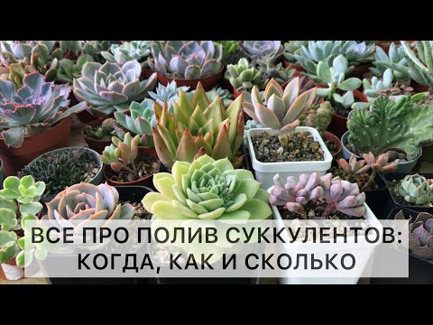 Видео: Полив суккулентов: когда, как и сколько. Суккуленты полив