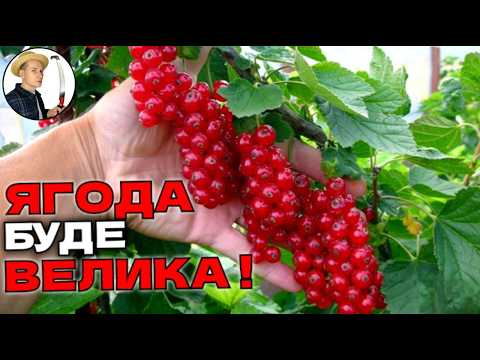 Видео: ЯГОДИ БУДУТЬ КРУПНІ. Прості методи збільшити врожай смородини та порічки