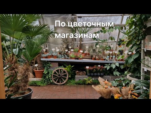 Видео: 🍀По цветочным магазинам, обзор комнатных растений🍀