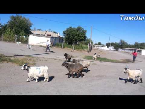 Видео: Тамды