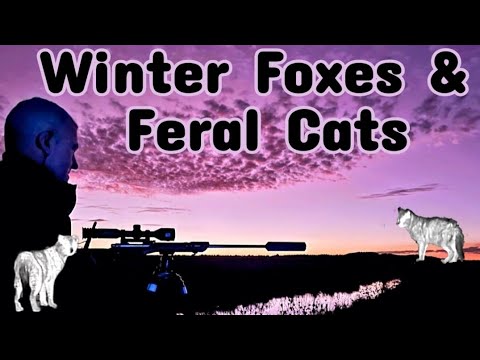 Видео: Зимние лисы и дикие кошки