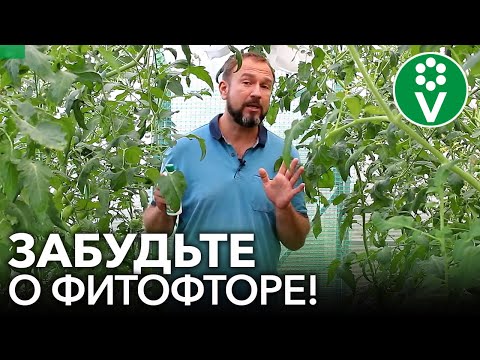 Видео: КАК Я ИЗБАВИЛСЯ ОТ ФИТОФТОРЫ ТОМАТОВ РАЗ И НАВСЕГДА!