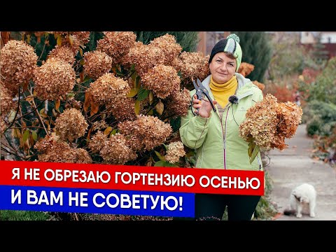 Видео: Я не обрезаю гортензию осенью - И вам не советую!