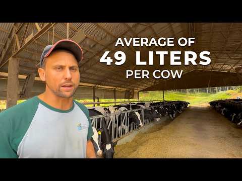 Видео: 5000 ЛИТРОВ МОЛОКА В ДЕНЬ ОТ 105 КОРОВЫХ КОРОВ - AGROPECUÁRIA NOVA ESPERANÇA, БРАЗИЛИЯ 🇧🇷