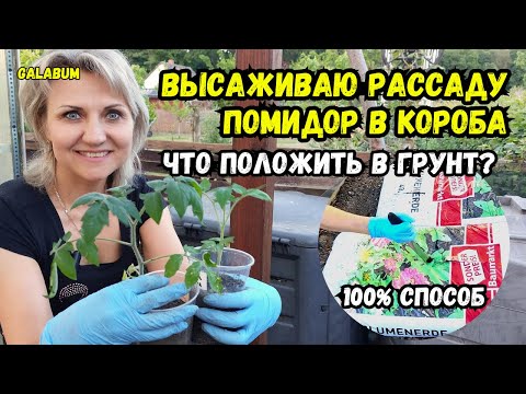 Видео: БЕЗ ЭТИХ ПОДКОРМОК НЕ ВЫСАЖИВАЙТЕ рассаду томатов. Делюсь секретами богатого урожая @galabum