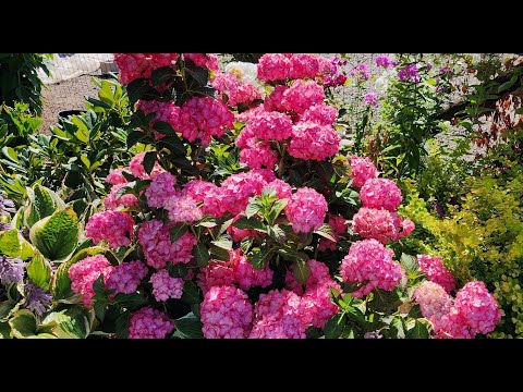 Видео: Гортензия крупнолистная. Как добиться крупных соцветий.