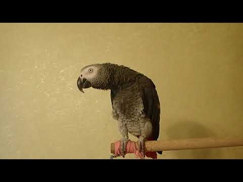 Видео: Жан выбрал себе Девушку)!!!