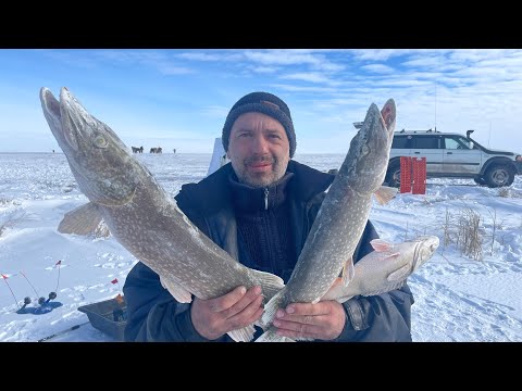 Видео: Зимняя рыбалка с комфортом .Мороз и солнце ! Попали в глухозимье !