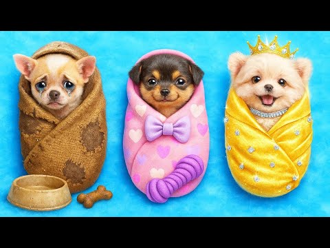 Видео: Миллионер против бедного питомца: Тайные места! 🐶✨ От беспорядка к очарованию