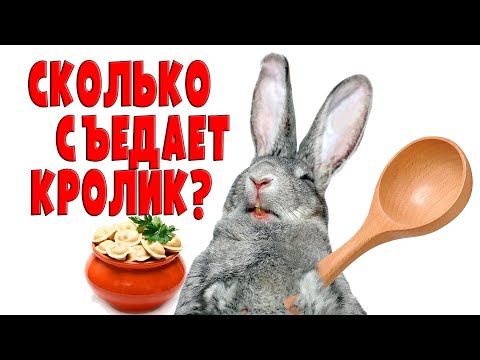 Видео: СКОЛЬКО СЪЕДАЕТ КРОЛИК