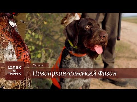 Видео: Новоархангельський Фазан в небі Кіровоградщини | Шлях до Трофею №39