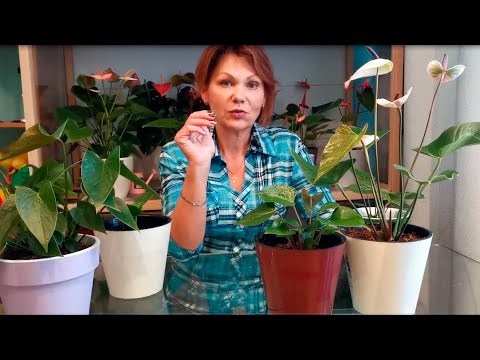 Видео: Обзор ранее обрезанных и пересаженных растений.