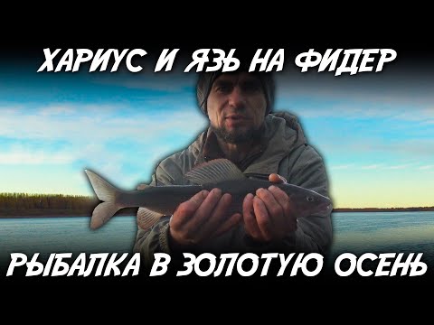 Видео: Хариус и язь на фидер / Рыбалка в золотую осень