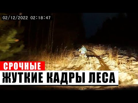 Видео: 1 Час Самых ЖУТКИХ Встреч в Лесу, Снятых на Камеру!