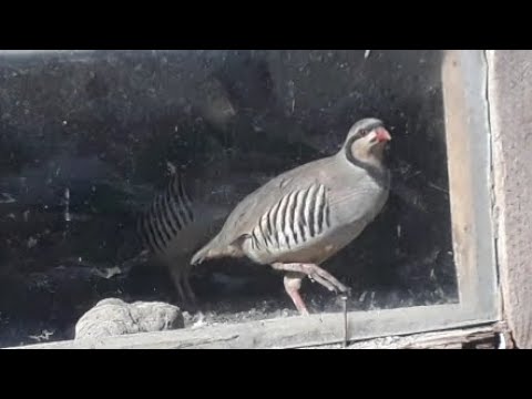 Видео: КАВГИ ШИКОРИ ФУРУШИ ВАТСАП 004883299