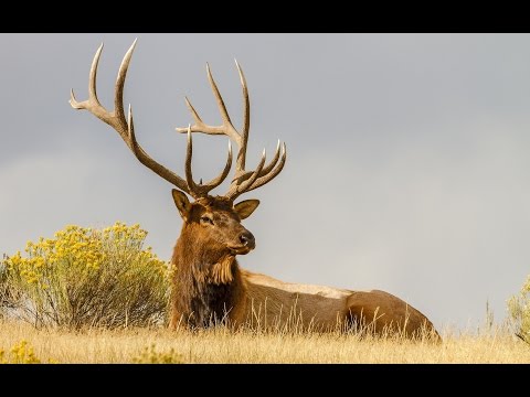 Видео: Бенжаминнің аңшылық саяхаты