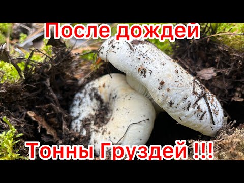 Видео: ТОННЫ ГРУЗДЕЙ В ЛЕСУ