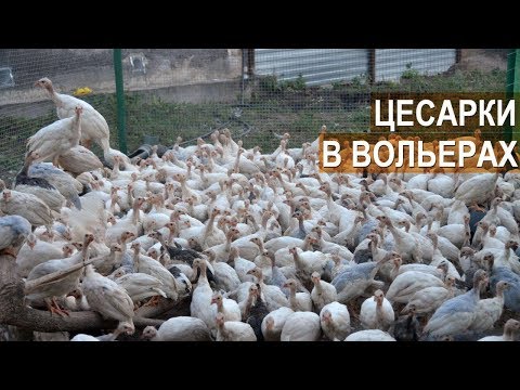 Видео: Содержание цесарок в вольерах. Ремонтный молодняк и цесарки на откорм. КФХ Кирилла Жданова.