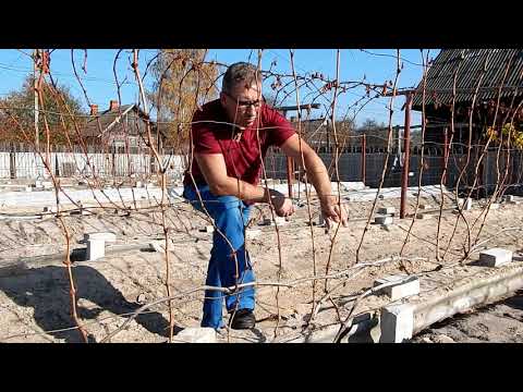 Видео: Выбор плодовой стрелки на нагрузку.Почему?Плохое опыление .