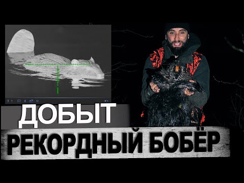 Видео: Охота на Бобра /Добыл на тридцаточку