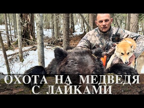 Видео: Охота на медведя с лайками.