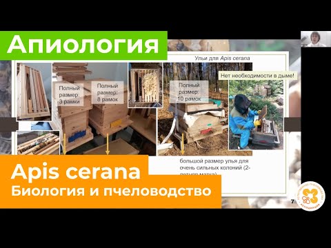 Видео: Apis Cerana. Биология и пчеловодство.