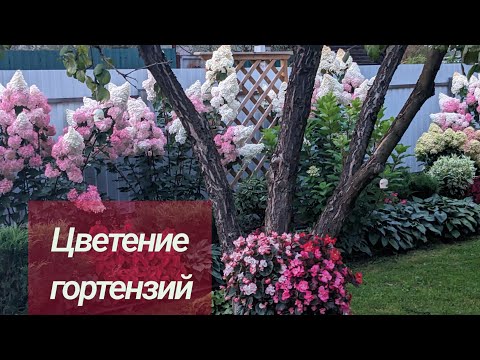 Видео: 25.08.2025/Обзор сада/ Гортензии цветут/Север Подмосковья