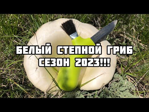 Видео: Белый степной гриб 2023 !!!
