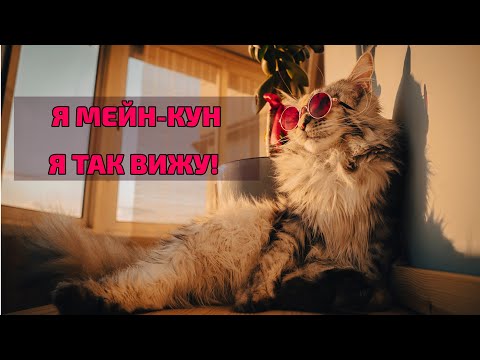 Видео: МЕЙН-КУН И СИБИРСКИЙ КОТ! КТО ЛУЧШЕ?