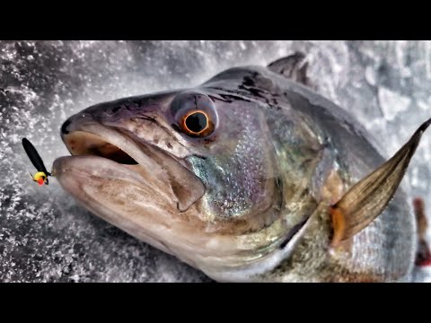 Видео: ОКУНЬ НА ЧЕРТИК БЕЗМОТЫЛКА