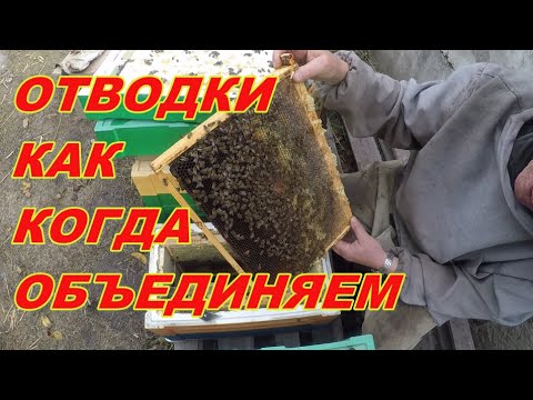 Видео: Как и когда объединить отводки в зиму