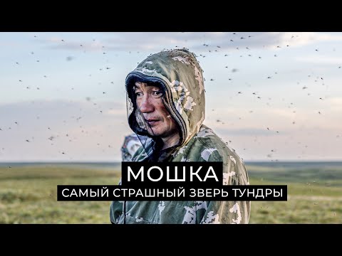 Видео: Мошка: самый страшный зверь тундры | Факты