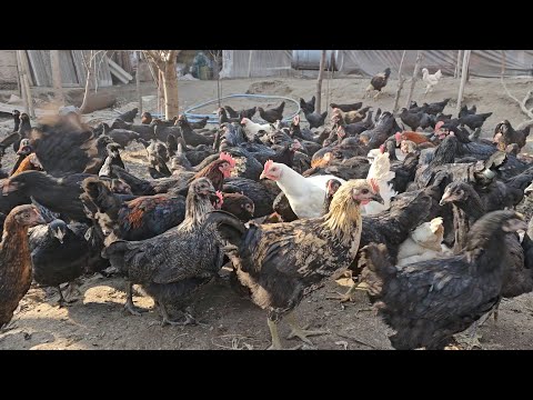 Видео: 17-Кисим Андижон кора товук бокиш бизнеси